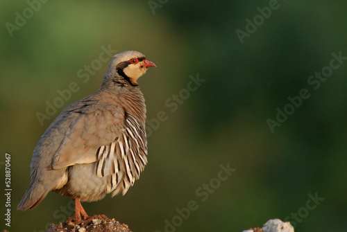 Chukar Partridge is on the small sand dune. photo