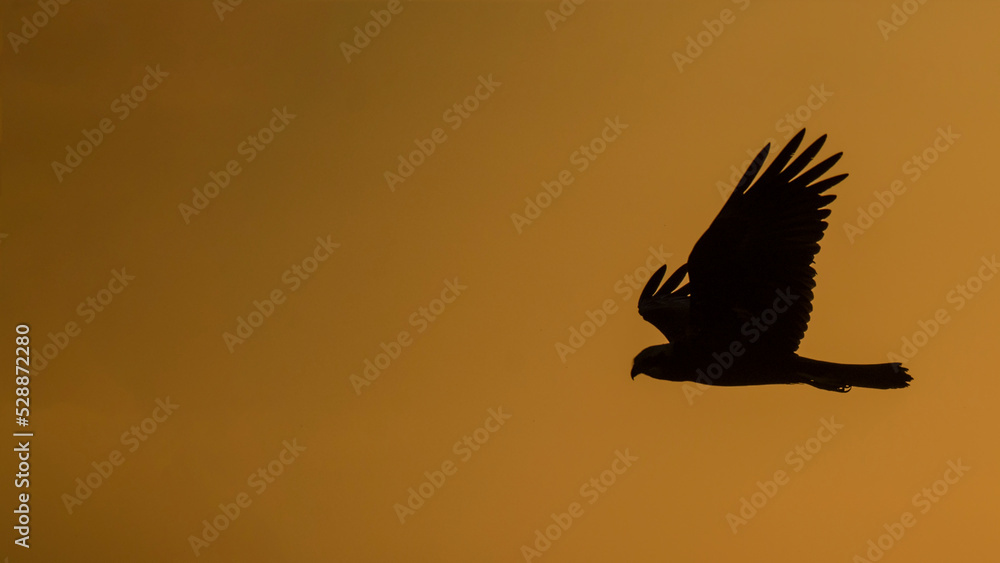 Fototapeta premium bird of prey silhouette
