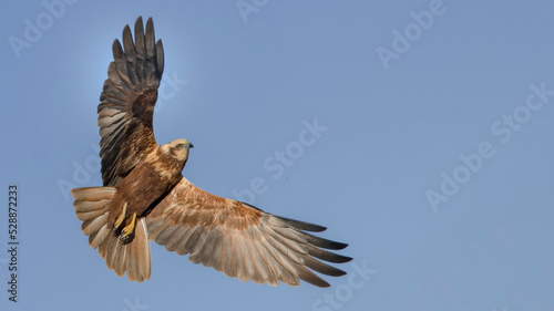 Western Marsh Harrier in flight. © Derviş