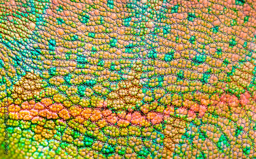 Beautiful multicolored bright chameleon skin  reptile skin pattern texture multicolored close-up as a background.