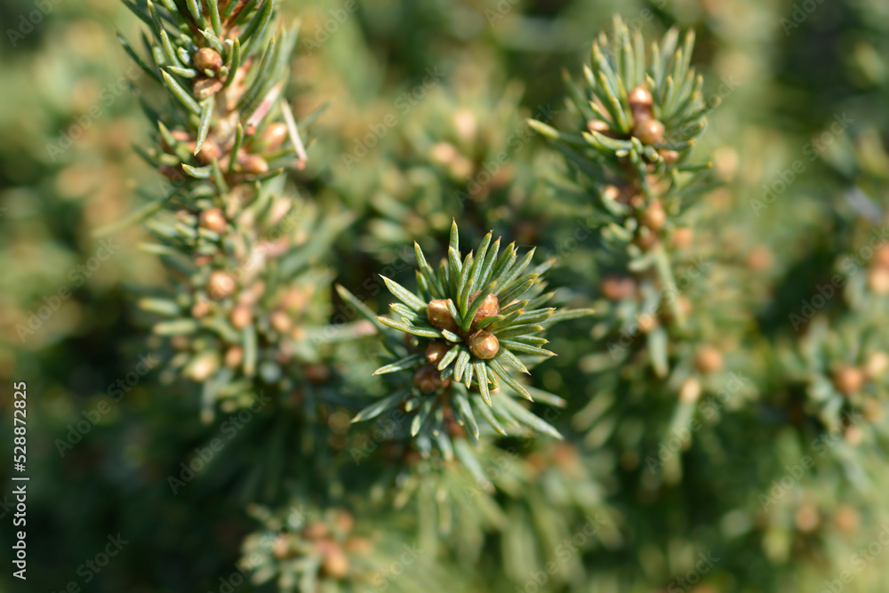 White spruce Alberta Globe White spruce Alberta Globe