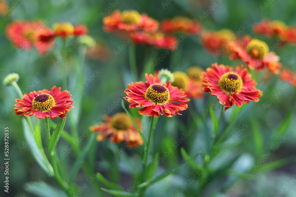 Helenium autumnale. Yellow and red flowers in garden.