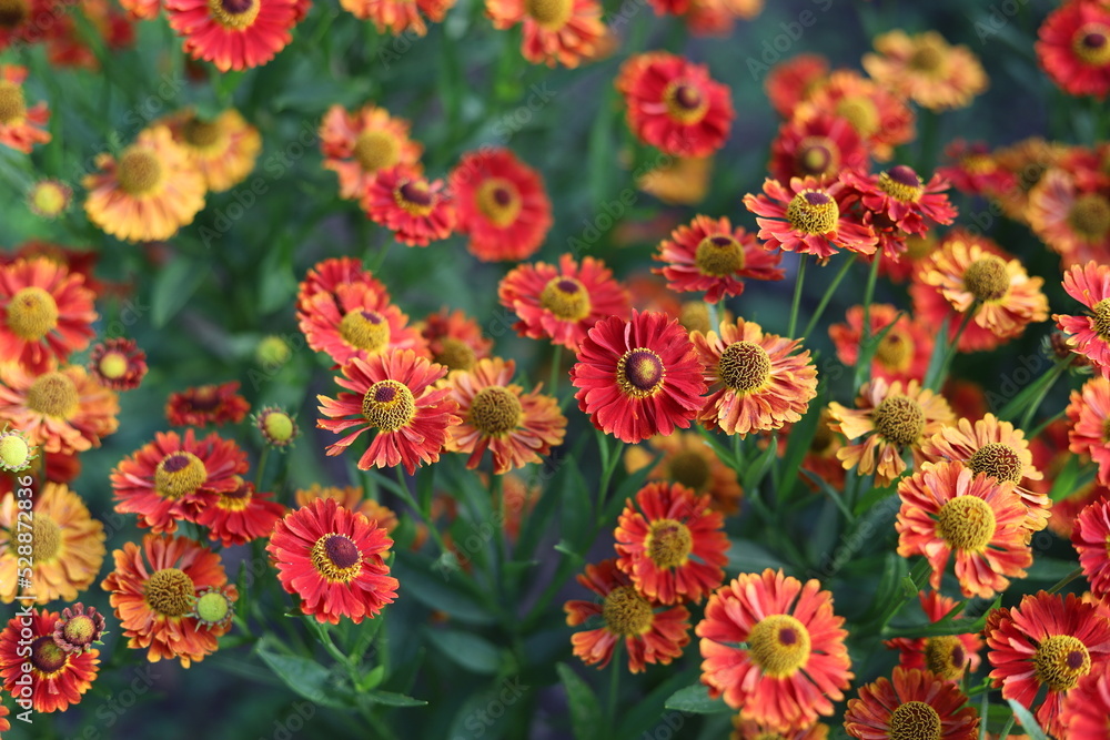 Helenium autumnale. Yellow and red flowers in garden.