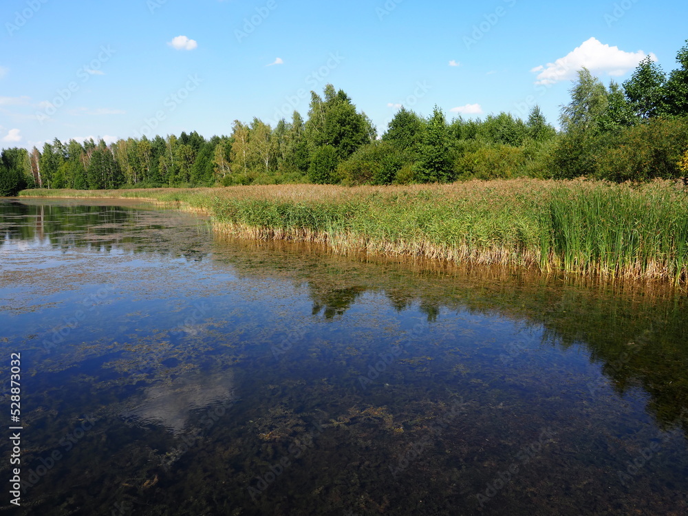 Fototapeta premium lake in forest summer day