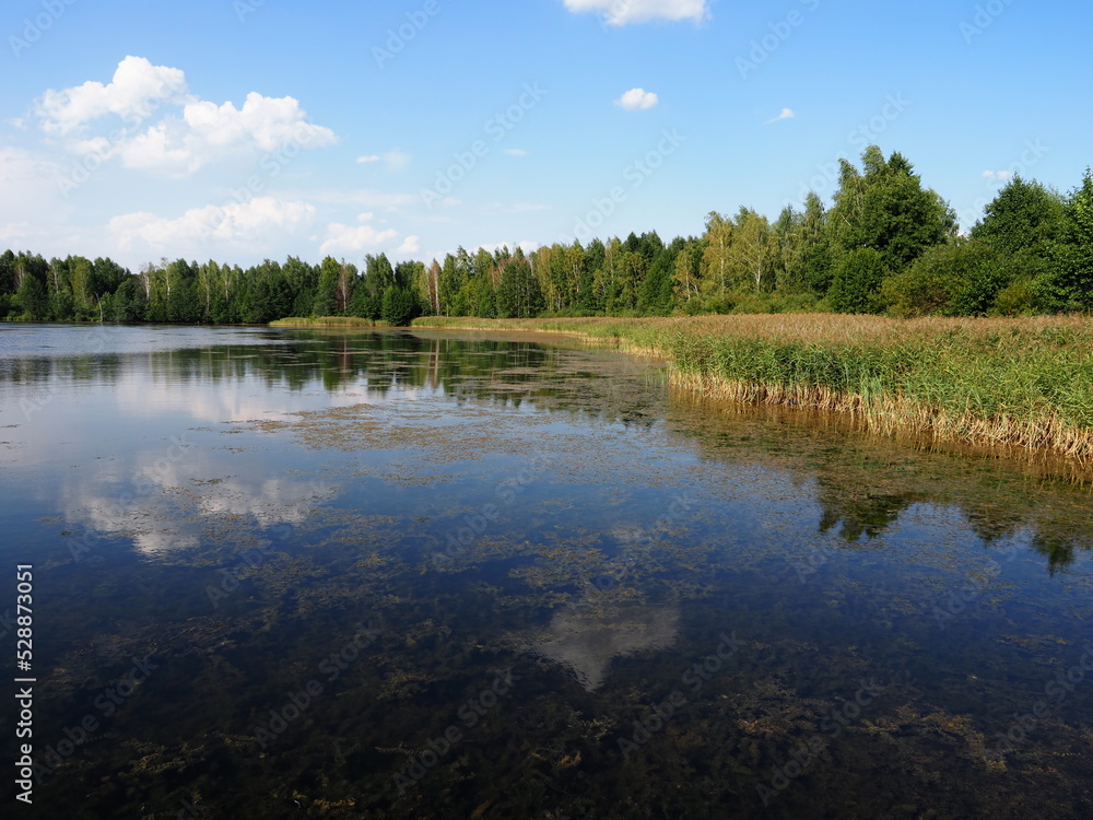 lake in forest summer day