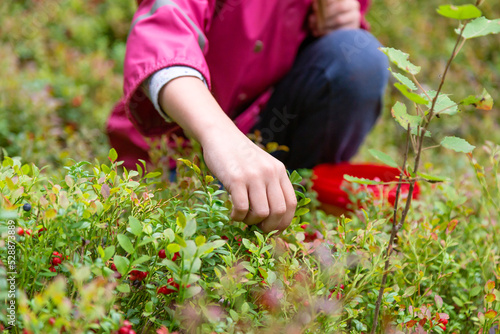 Human hand is picking wild lingonberry on natural forest background. Shallow depth of field, focus on the hand
