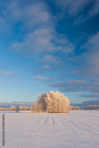 An island of frost trees grows in an empty field in winter. White winter rural landscape in winter under a blue sky over the horizon. Latvia