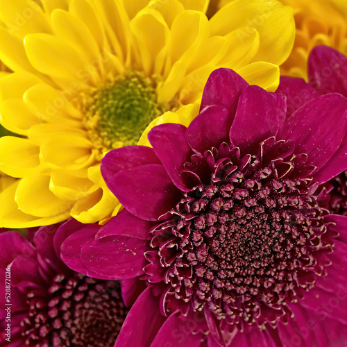 Bright yellow and dark mauve chrysanthemum flowers bunch top view closeup. Colorful natural background.