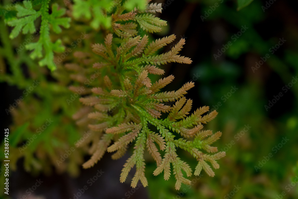 Selaginella spp (Selaginellaceae) slither along the soil surface raising the top roots break from the stem Growing up in the sun, in the forest. Selaginella spp (Selaginellaceae) slither along the soil surface raising the top roots break from the stem Growing up in the sun, in the forest.