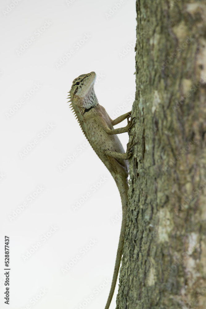 Is a herbivorous chameleon And most of them live and feed on trees Rarely down on the ground. Is a herbivorous chameleon And most of them live and feed on trees Rarely down on the ground.