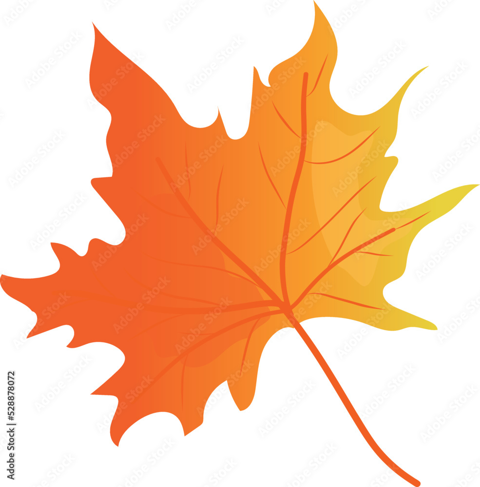Fototapeta premium Autumn leaves. Element for print, postcard and poster isolate on white background. Vector illustration