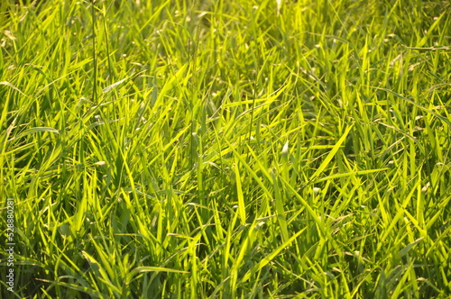 Cesped verde naturaleza