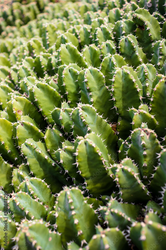 green cactus vertical background with spikes green cactus vertical background with spikes