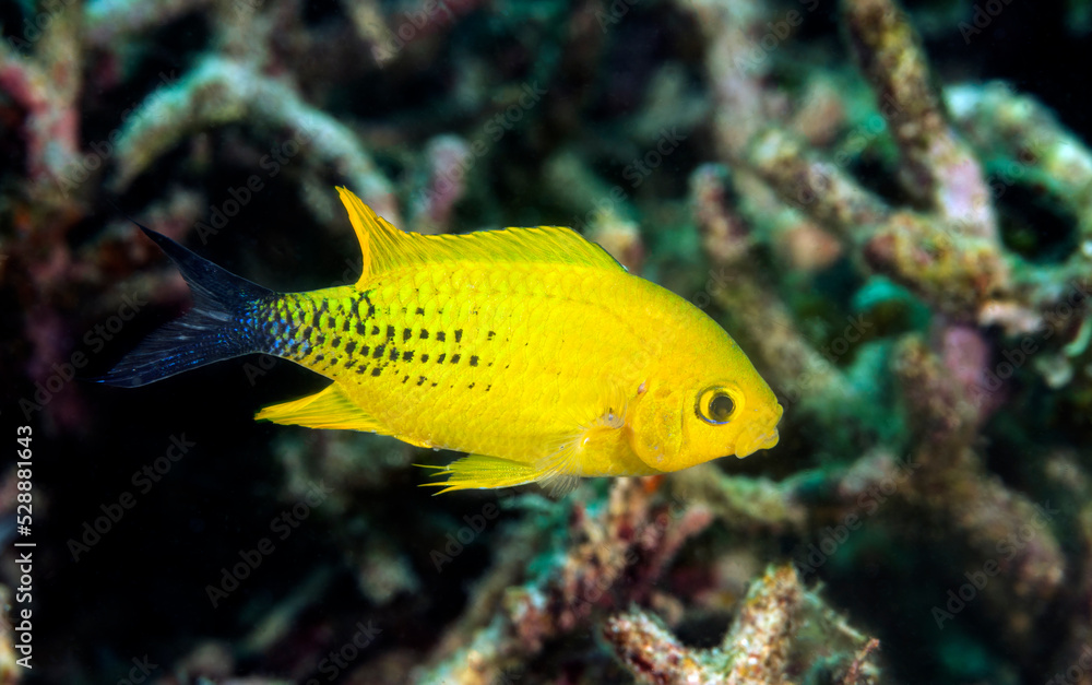 Blue chromis, Chromis viridis, during mating behavior turn into yellow with black tail, Raja Ampat Indonesia Blue chromis, Chromis viridis, during mating behavior turn into yellow with black tail, Raja Ampat Indonesia