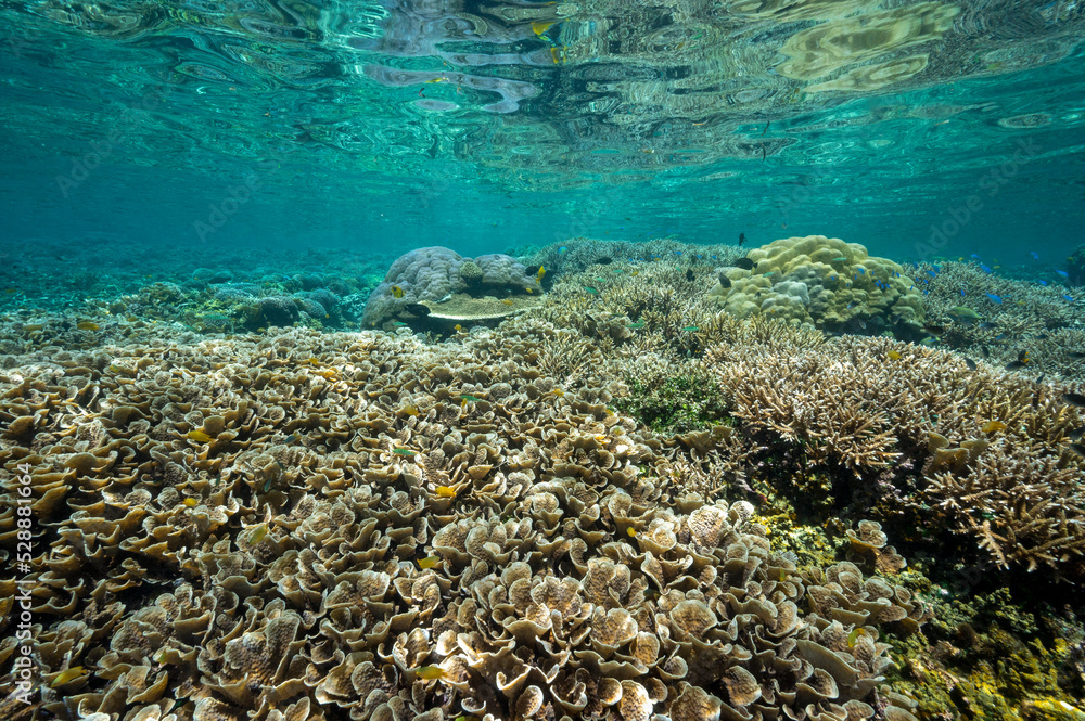 Fototapeta premium Reef scenic with Acropora corals Raja Ampat Indonesia.