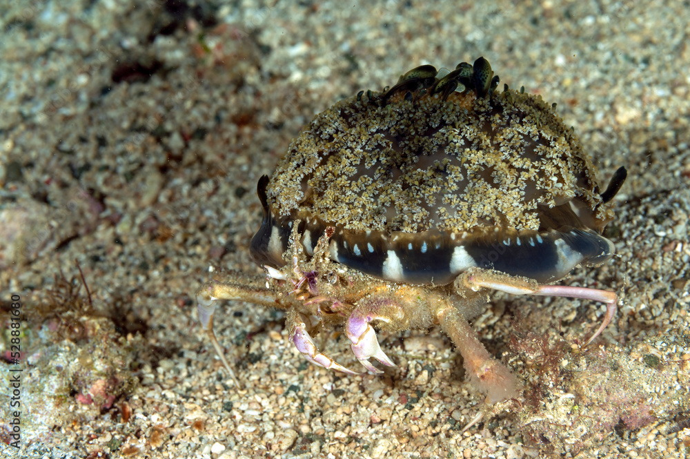Carrier crab, Dorippe frascone, carrying an upside down jellyfish, Raja Ampat Indonesia.
