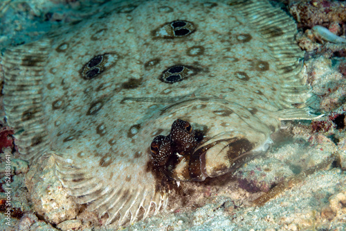 Ocellated flounder, Pseudorhombus dupliciocellatus, Raja Ampat Indonesia