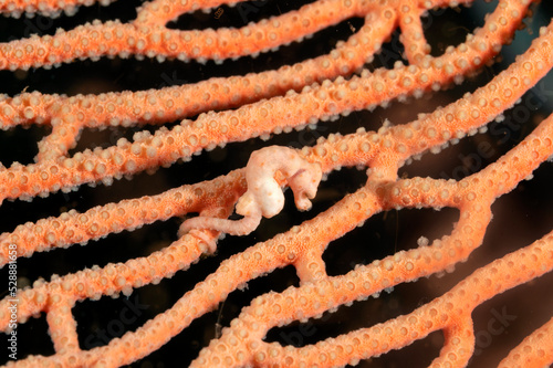 Pygmy seahorse, Hippocampus denise, Raja Ampat Indonesia photo