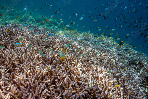 Reef scenic with Acropora corals Raja Ampat Indonesia.