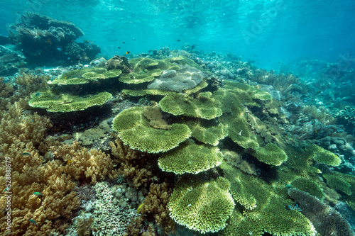 Reef scenic with Acropora corals Raja Ampat Indonesia.