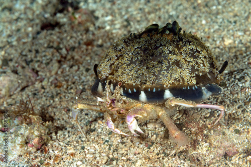Carrier crab  Dorippe frascone  carrying an upside down jellyfish  Raja Ampat Indonesia.