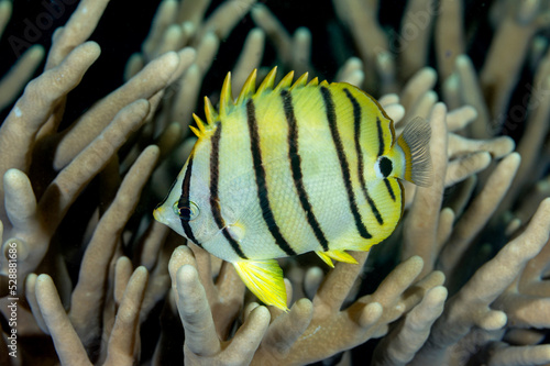 Tableau sur toile Eight-banded Butterflyfish, Chaetodon octofasciatus, Raja Ampat Indonesia