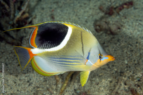 Saddled butterflyfish, Chaetodon ephippium, Raja Ampat Indonesia