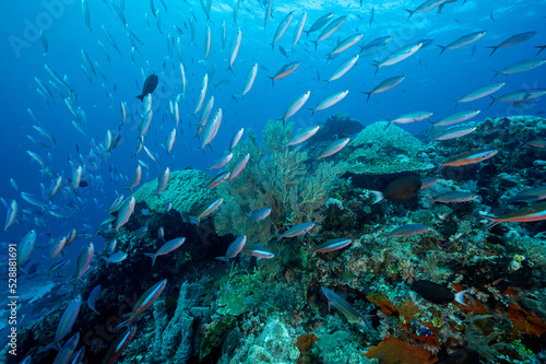 Reef scenic with massive fusiliers and surgeonfishes, Raja Ampat Indonesia. © anemone