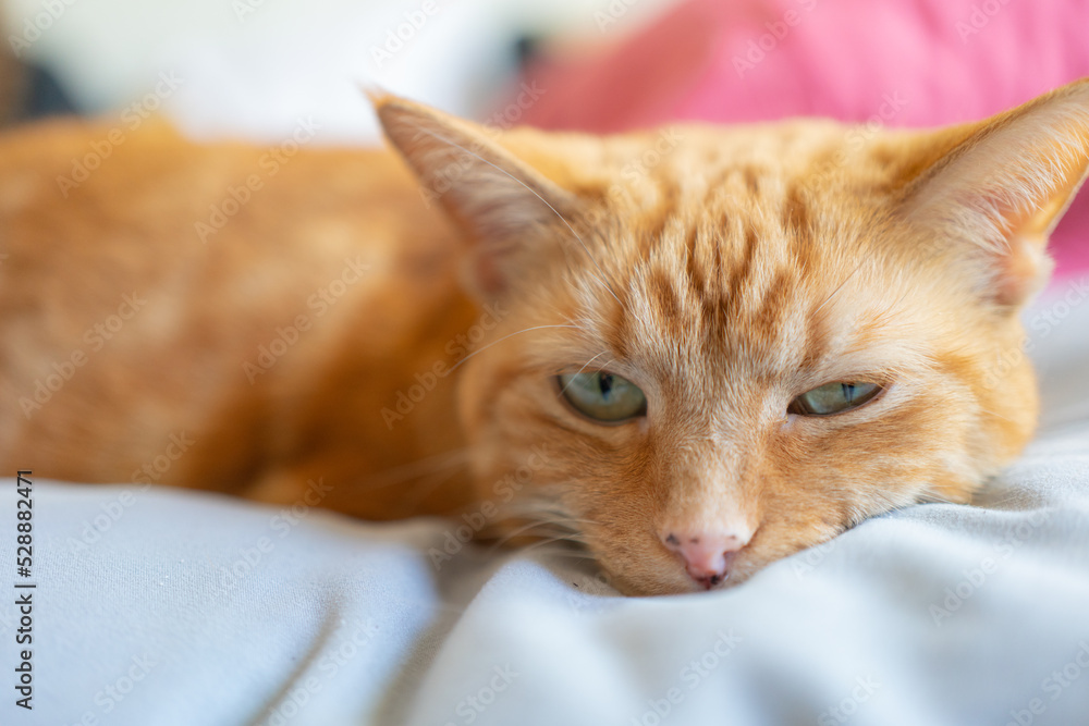 orange cat closeup