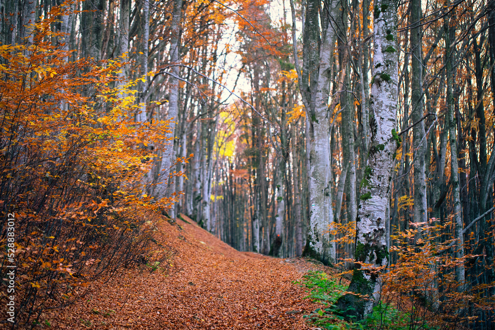 Fototapeta premium Autumn beech forest. Large level trees. yellow leaves on trees and on the ground.