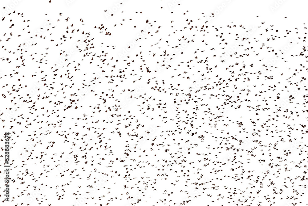 Large flock of birds on a white background. Large flock of birds on a white background.