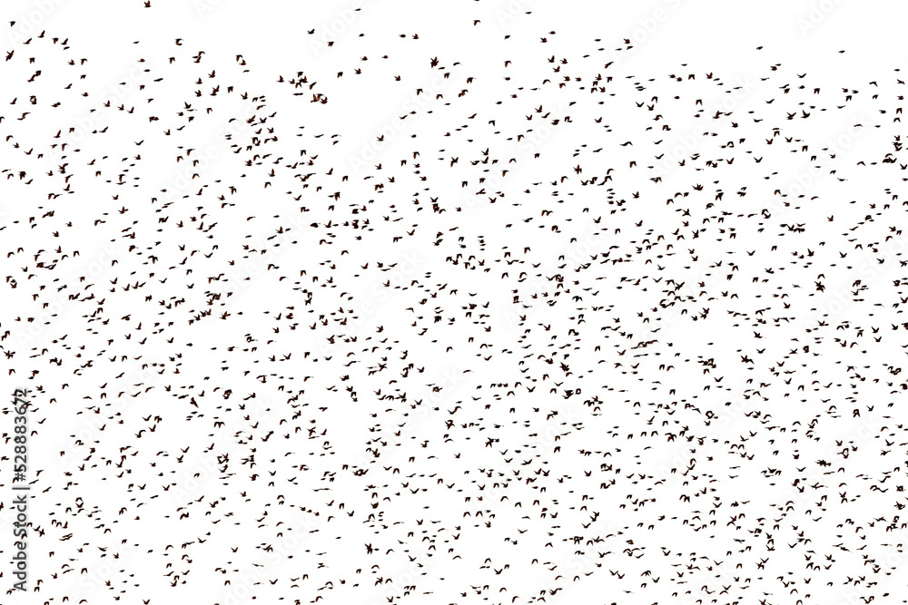 Large flock of birds on a white background.