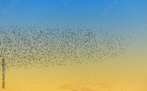 A group of birds against the background of the evening yellow-blue sky.