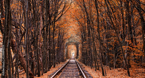 Autumn tunnel of love. City of Klevan, Ukraine photo