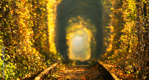 Autumn tunnel of love. City of Klevan, Ukraine photo