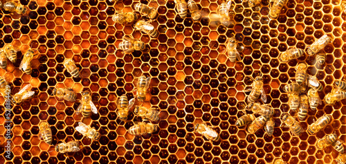 Honey bees on honey pollen frames. Close-up.