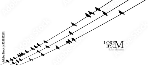 Birds on wires. Vector illustration