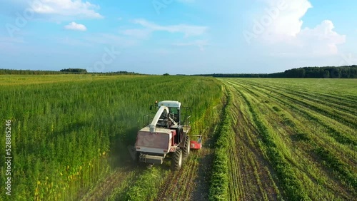 rear view combine Harvesting fiber hemp at sunset aerial shot