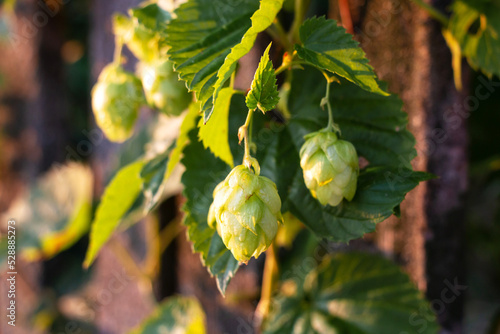 Ripe green hops on the branches in the garden in the rays of the setting sun against the background of an old wooden fence