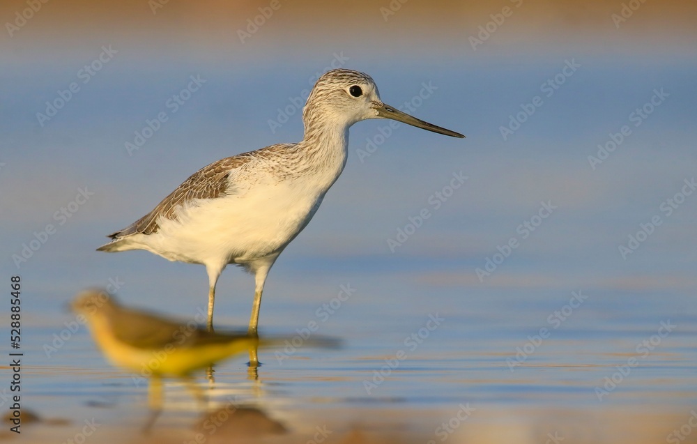 Common Greenshank (Tringa nebularia) is a wetland bird that lives in Africa, Europe and Asia. It usually feeds on fresh water. Common Greenshank (Tringa nebularia) is a wetland bird that lives in Africa, Europe and Asia. It usually feeds on fresh water.