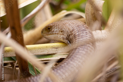 A closeup of the sheltopusik, Pseudopus apodus, also called Pallas' glass lizard photo