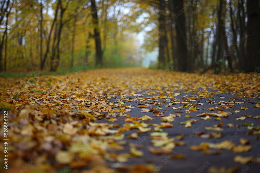 autumn landscape in the city park in the evening autumn landscape in the city park in the evening