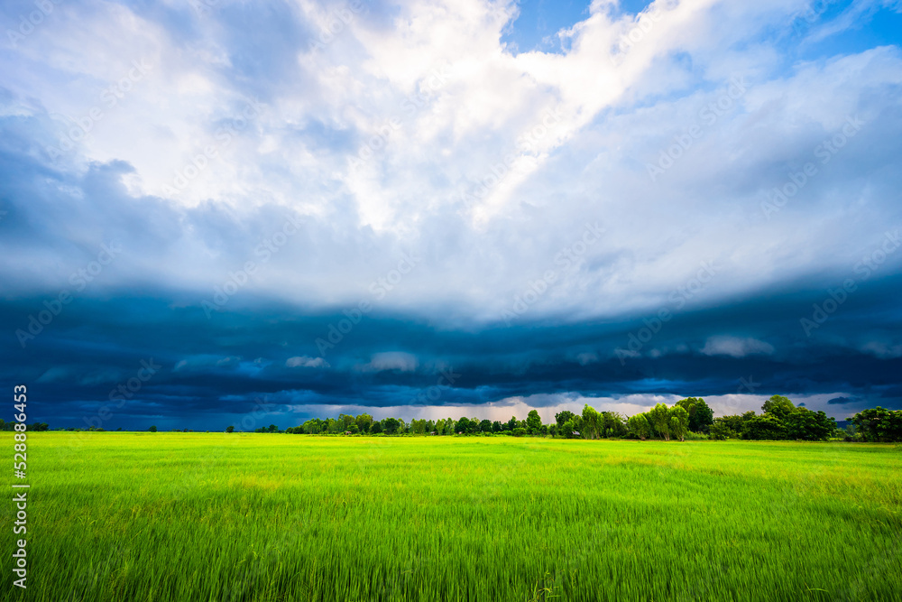 Arcus clouds over the green rice field, storm and rain falling at the horizon is coming to the paddy field in countryside of Thailand Arcus clouds over the green rice field, storm and rain falling at the horizon is coming to the paddy field in countryside of Thailand