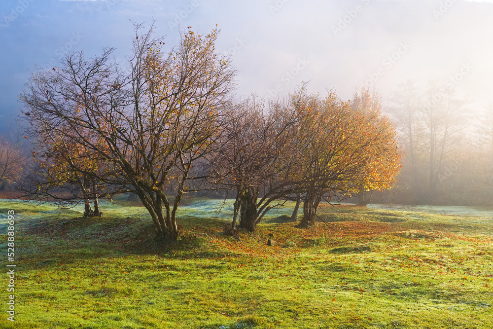 Fototapeta premium autumn trees in a clearing near the forest and mountains in the fog. morning fog autumn background. mystical background