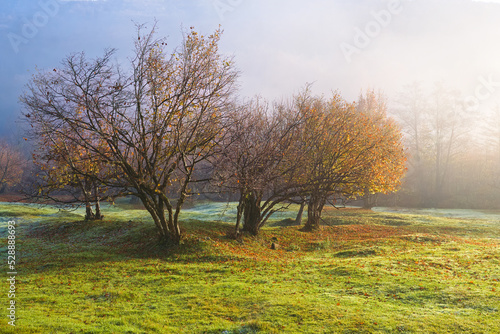 autumn trees in a clearing near the forest and mountains in the fog. morning fog autumn background. mystical background