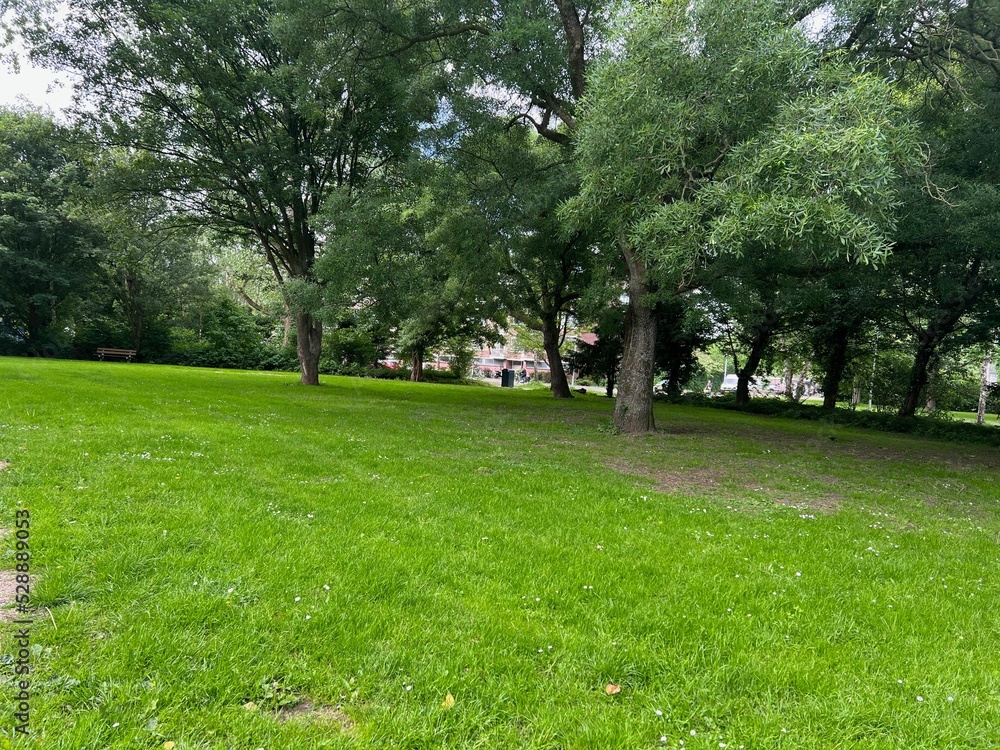 Beautiful view of green lawn and trees in park
