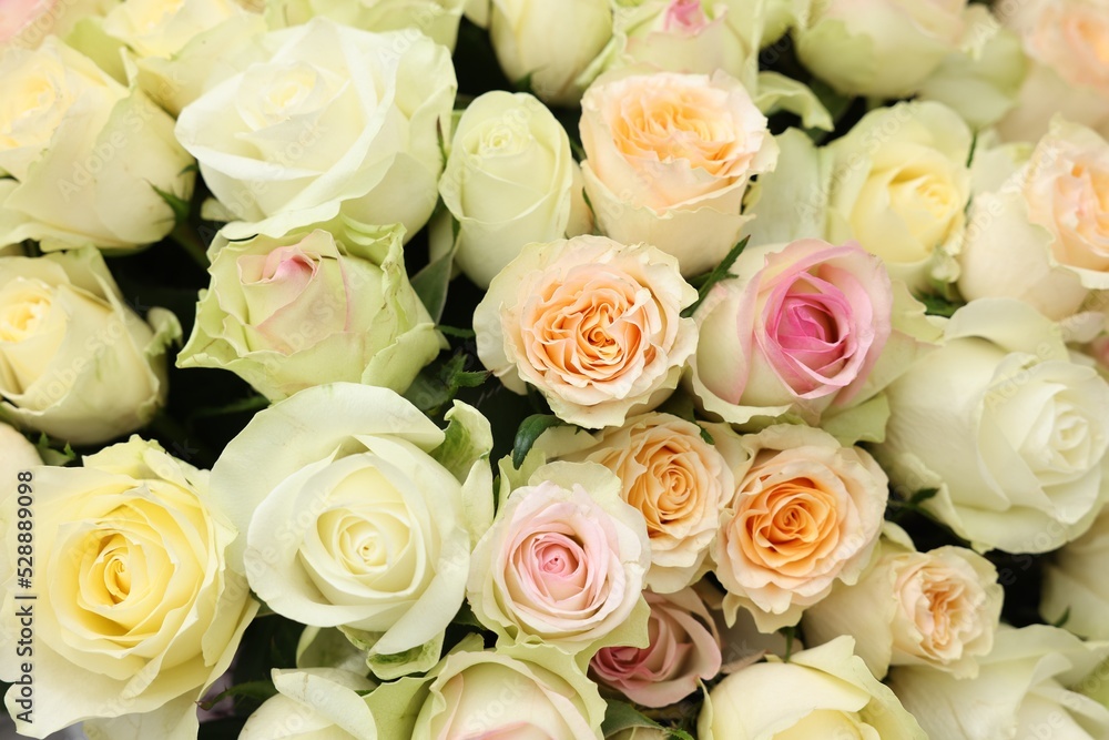Many beautiful roses as background, top view Many beautiful roses as background, top view