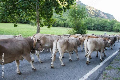 Ganaderos haciendo la trashumancia con sus vacas para pasturar en los valles de Benasque (Huesca), en el corazón de los Pirineos. 