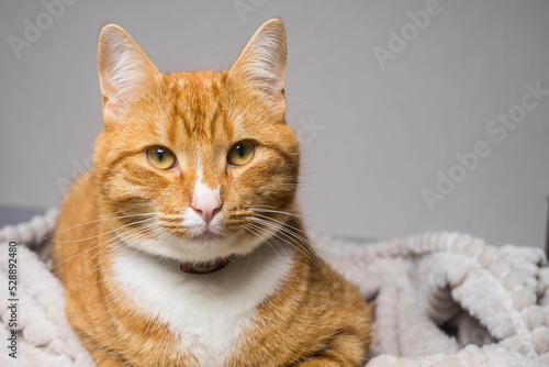 Fototapeta Naklejka Na Ścianę i Meble -  Cute ginger cat lying in bed under a blanket. Fluffy pet comfortably settled to sleep.