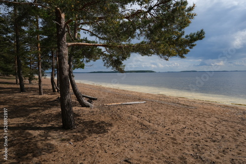 Tree by the forest lake, sandy coast © Oksana